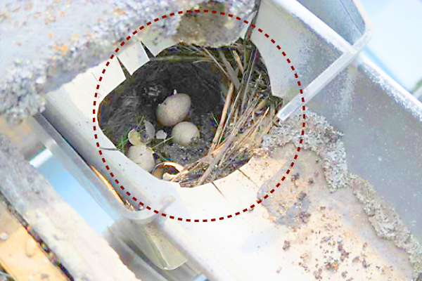 割れた雨樋の中に鳥の巣が作られ、卵が産まれています